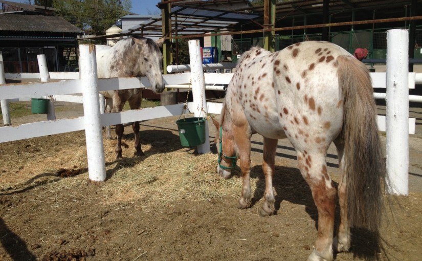 ～乗馬クラブの日々～適切なペース(愛知県豊田市/M様)