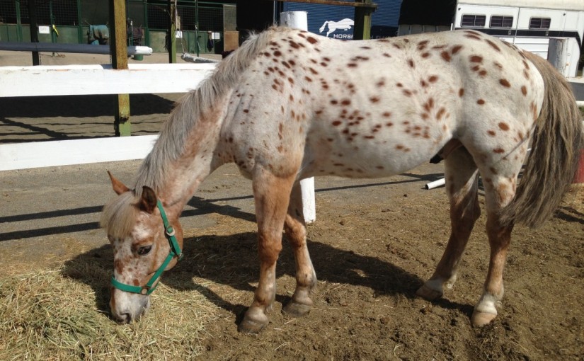 ～乗馬クラブの日々～間歩の判断(愛知県岡崎市/Ｋくん)