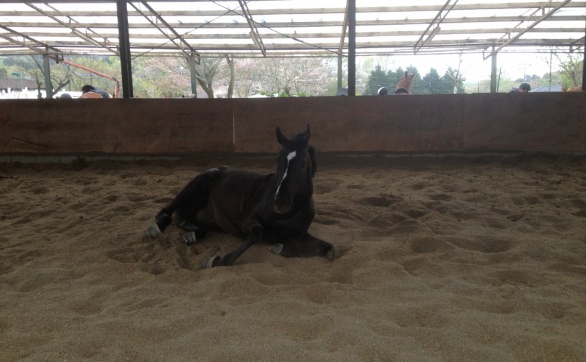 ～乗馬クラブの日々～モカの大仕事(愛知県豊田市/エルミオーレ豊田)