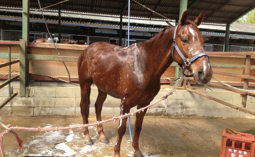 ～乗馬クラブの日々～イベントレッスンが行われました！(愛知県豊田市/Ｙ様)