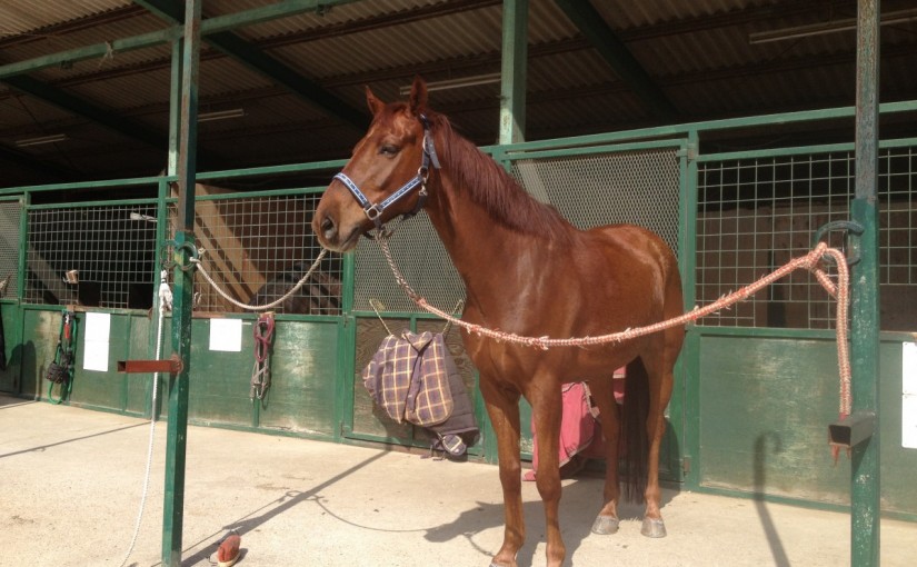～乗馬クラブの日々～着地後の姿勢(愛知県名古屋市/Ｍ様)