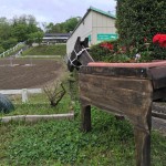 愛知の乗馬クラブの日々〜初めての乗馬体験にお越しいただくＨ様のレッスンを行いました（愛知県名古屋市／Ｆ様）