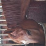 愛知県乗馬クラブの日々☆彡（愛知県豊田市）