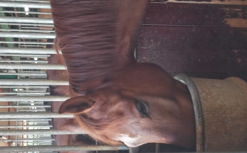 愛知県乗馬クラブの日々☆彡（愛知県豊田市）