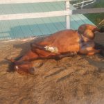 愛知県乗馬クラブの日々☆彡（愛知県豊田市）