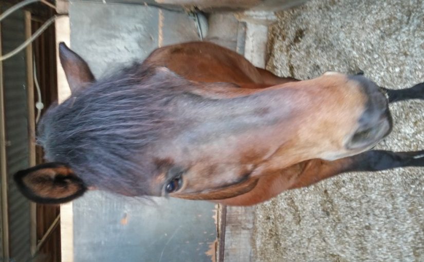 愛知県乗馬クラブの日々☆Sunny（愛知県豊田市）