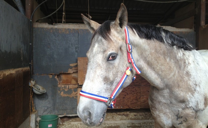 ～乗馬クラブの日々～present for cookie！(愛知県豊田市/エルミオーレ豊田)