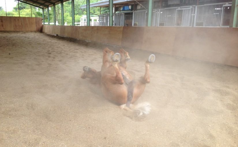 ～乗馬クラブの日々～リリース(愛知県岡崎市/Y様)