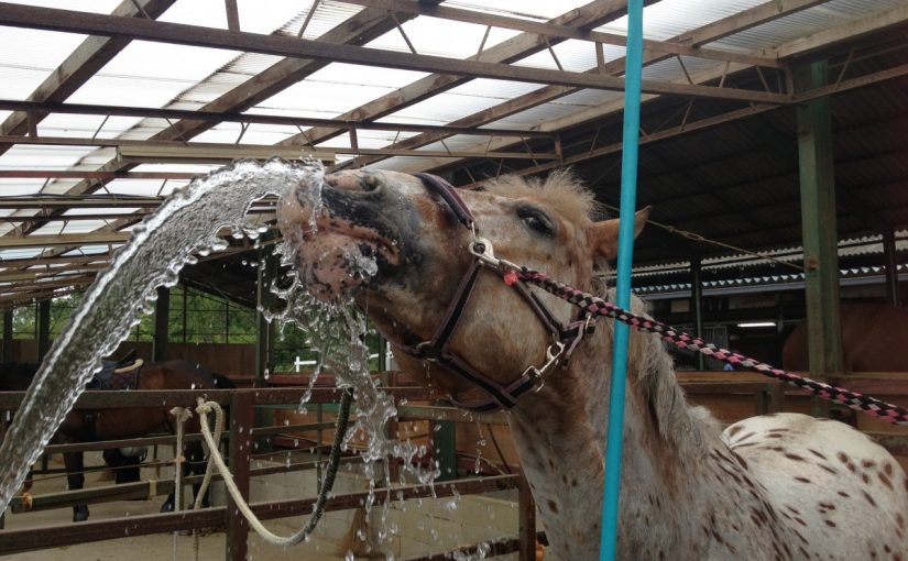 ～乗馬クラブの日々～水分補給(愛知県豊田市/エルミオーレ豊田)