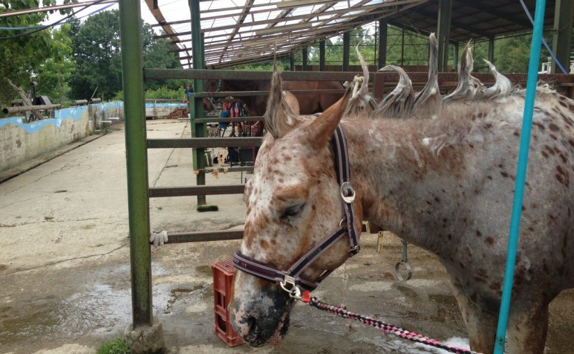 ～乗馬クラブの日々～回転からのアプローチ(愛知県名古屋市/Ｍ様)