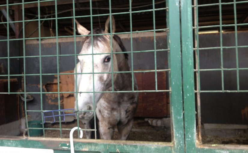 ～乗馬クラブの日々～三白眼（愛知県豊田市/エルミオーレ豊田)