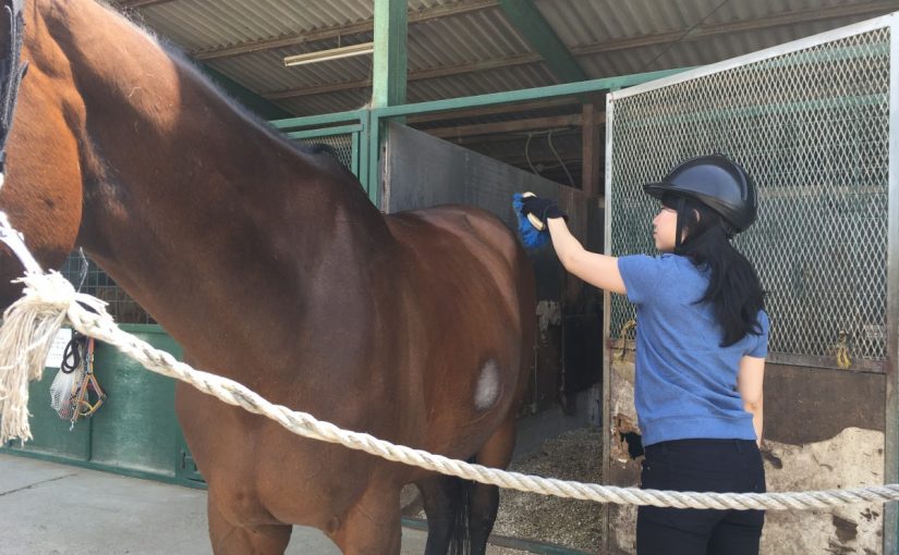 愛知の乗馬クラブの日々〜初めての乗馬体験にお越しいただくＭ様のレッスンを行いました（愛知県豊田市／Ｍ様）