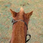 ～乗馬クラブの日々～世界の馬上から（愛知県豊田市/エルミオーレ豊田)