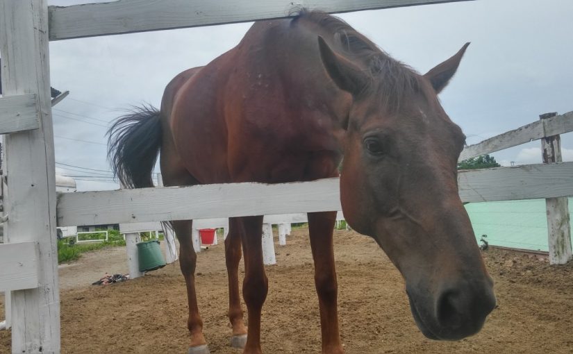 愛知県乗馬クラブの日々☆Sunny＆Ｒａｉｎｎｙ（愛知県豊田市）
