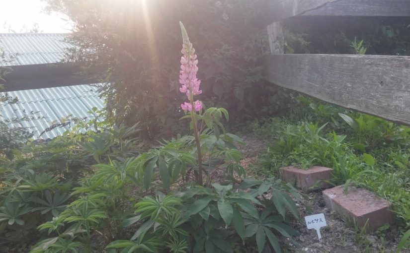 愛知県乗馬クラブの日々☆Ｓｕｎｎｙ（愛知県豊田市）