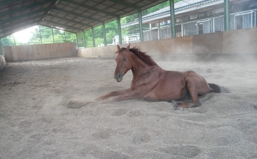 愛知県乗馬クラブの日々☆Ｒａｉｎｎｙ＆（愛知県豊田市）