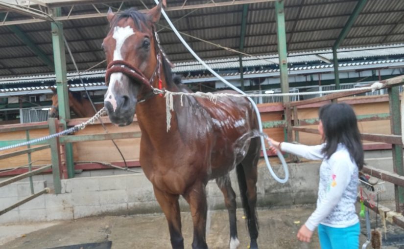 愛知県乗馬クラブの日々☆Sunny＆（愛知県豊田市）
