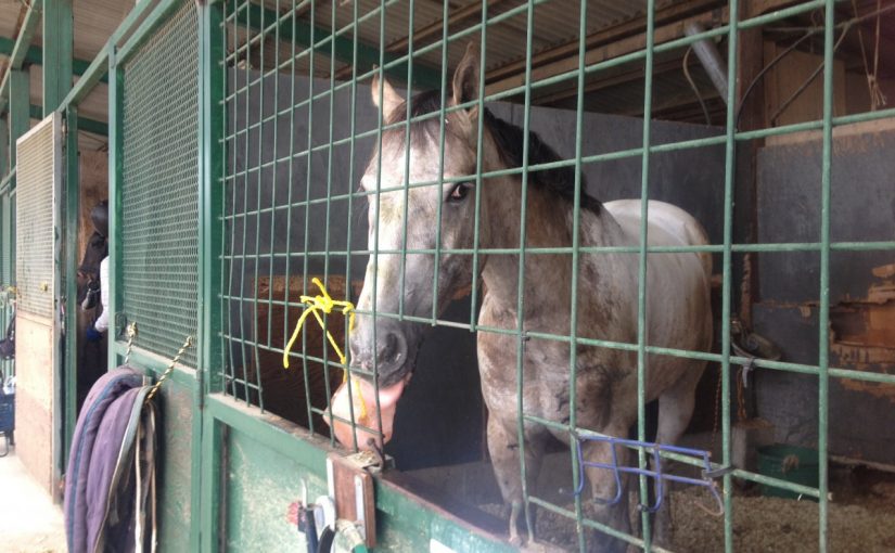 ～乗馬クラブの日々～塩分補給（愛知県豊田市/エルミオーレ豊田)