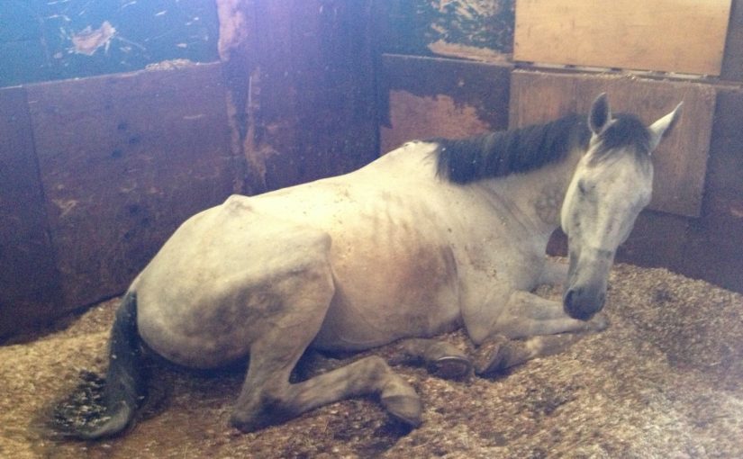 ～乗馬クラブの日々～手前の予告(愛知県岡崎市/Ｎ様)