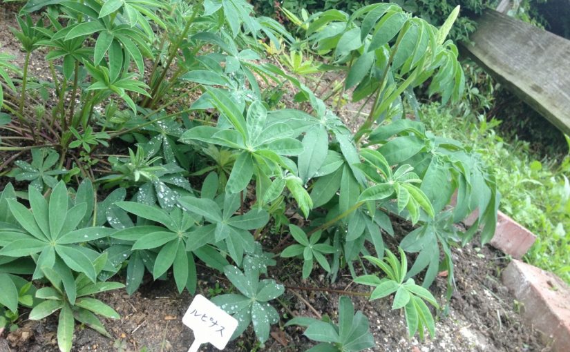 ～乗馬クラブの日々～副扶助を上手く使う(愛知県名古屋市/Ｓ様)