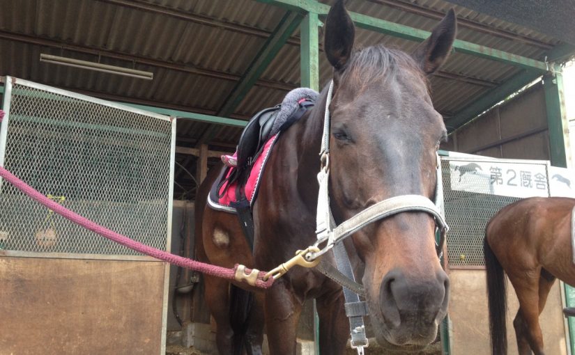 ～乗馬クラブの日々～元気のいい速歩をつくる(愛知県豊田市/Ｙ様)