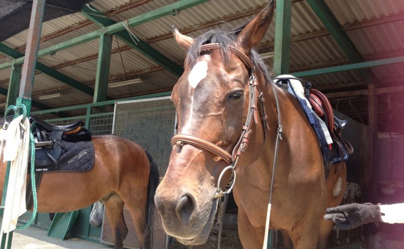 ～乗馬クラブの日々～拳の静定(愛知県名古屋市/Ｋ様)