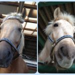 ~乗馬クラブの日々~ポニオ日焼け疑惑(愛知県豊田市/エルミオーレ豊田)