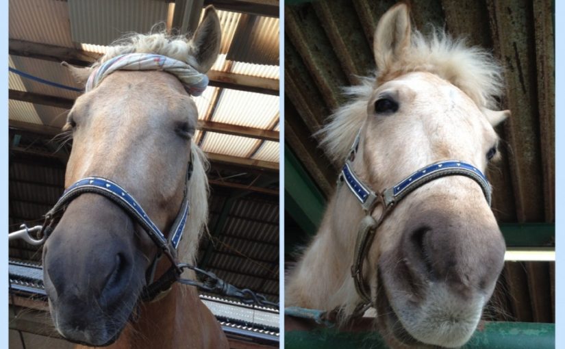 ～乗馬クラブの日々～ポニオ日焼け疑惑（愛知県豊田市/エルミオーレ豊田)