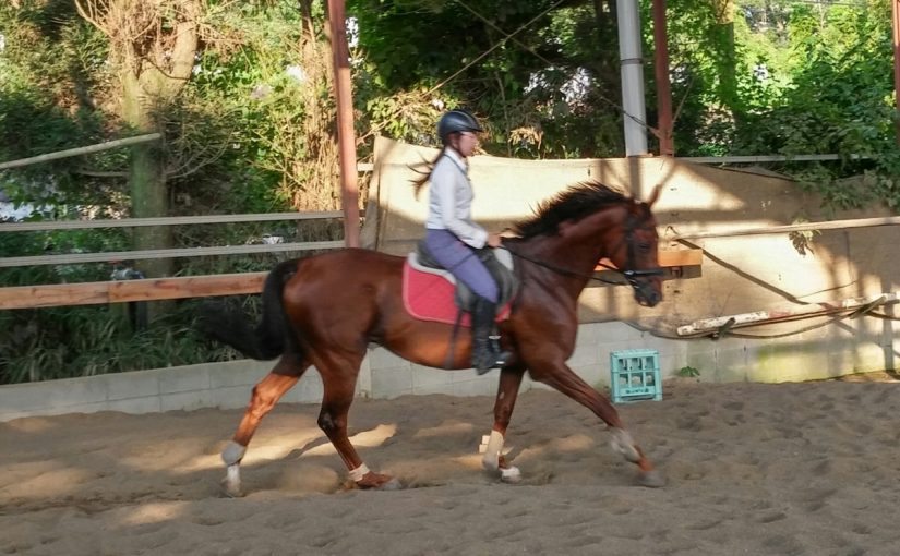 愛知県乗馬クラブの日々☆Sunny（愛知県豊田市）