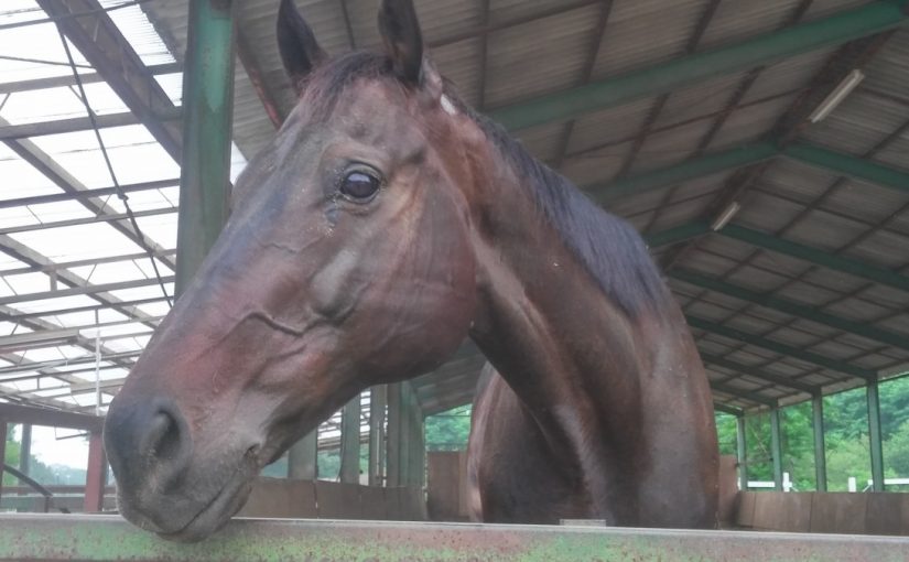 愛知県乗馬クラブの日々☆Ｃｌｏｕｄｙ（愛知県豊田市）