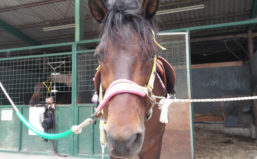 愛知県乗馬クラブの日々☆Sunny（愛知県豊田市）