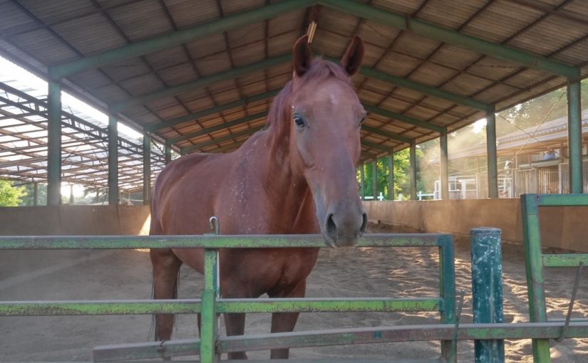 愛知県乗馬クラブの日々☆Sunny（愛知県豊田市）
