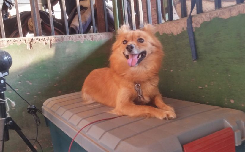 愛知県乗馬クラブの日々☆Sunny（愛知県豊田市）