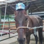 愛知県乗馬クラブの日々☆Cloudy（愛知県豊田市）