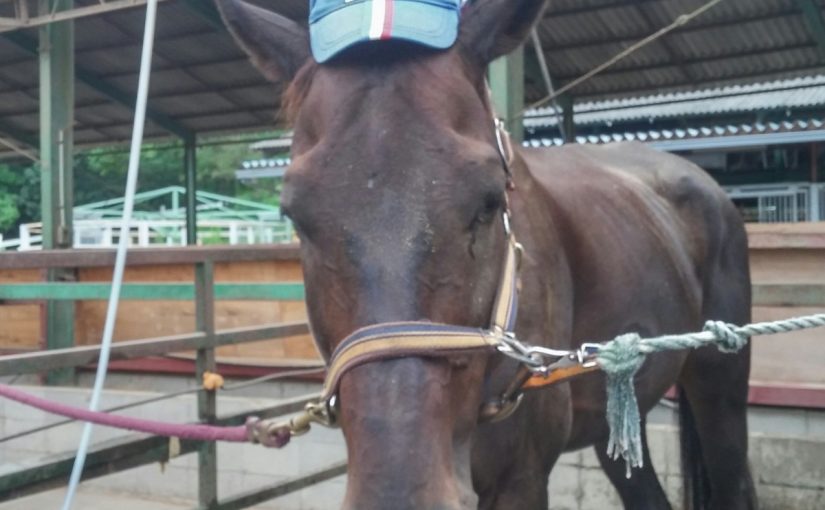 愛知県乗馬クラブの日々☆Cloudy（愛知県豊田市）