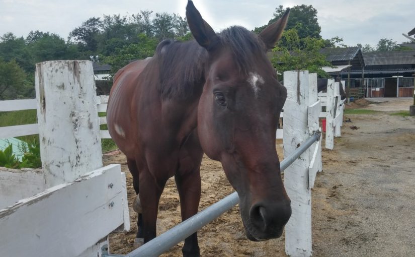 Todays　エルミ→Sunny（愛知県豊田市）