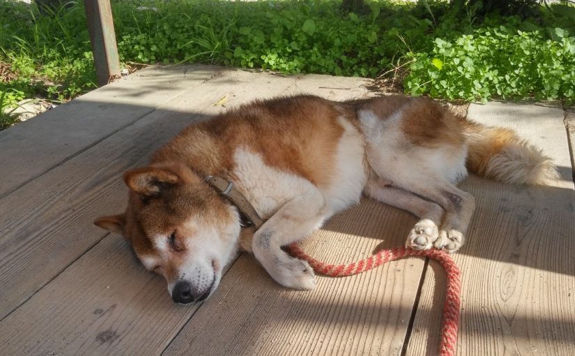 Todays　エルミ！→Sunny（愛知県豊田市）