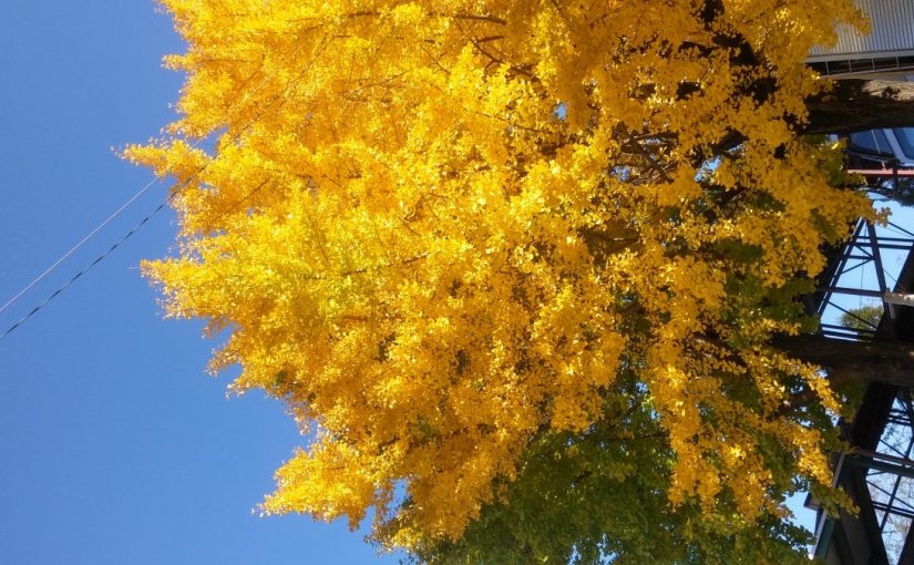 Todays　エルミ！→Sunny（愛知県豊田市）