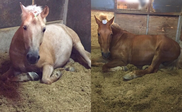 ☆新人　もりchan日記☆（愛知県豊田市）