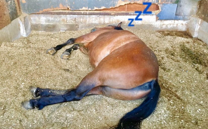 ☆新人　もりchan日記☆（愛知県豊田市）