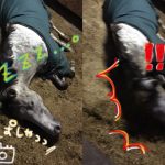 ☆新人　もりchan日記☆（愛知県豊田市）