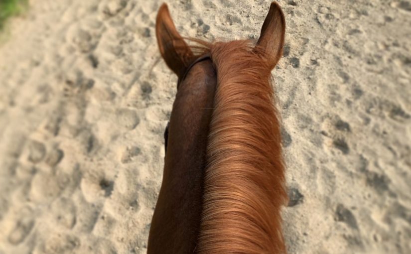健康促進の為に乗馬❔