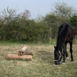 馬が食べるものって？？