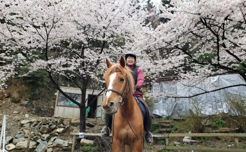 桜を見ながら馬に乗る！